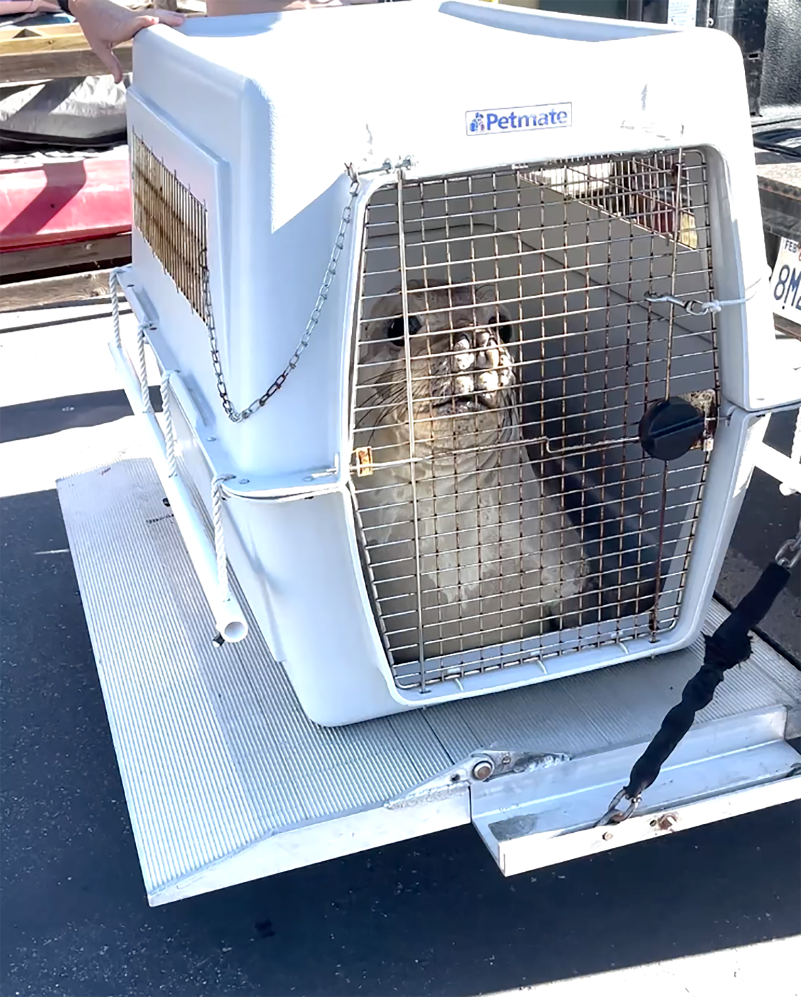 Pacific Marine Mammal Center